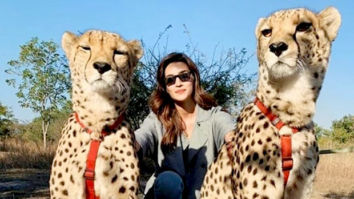 Kriti Sanon showcases her fearless side as she takes selfies and pets cheetahs during her trip to Zambia [See Photos]